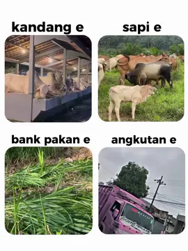 kita usahakan menjadi peternak diusia muda😇🤲#peternaksapiindonesia #sapijumbo #sapiqurban #bolongaritnusantara 