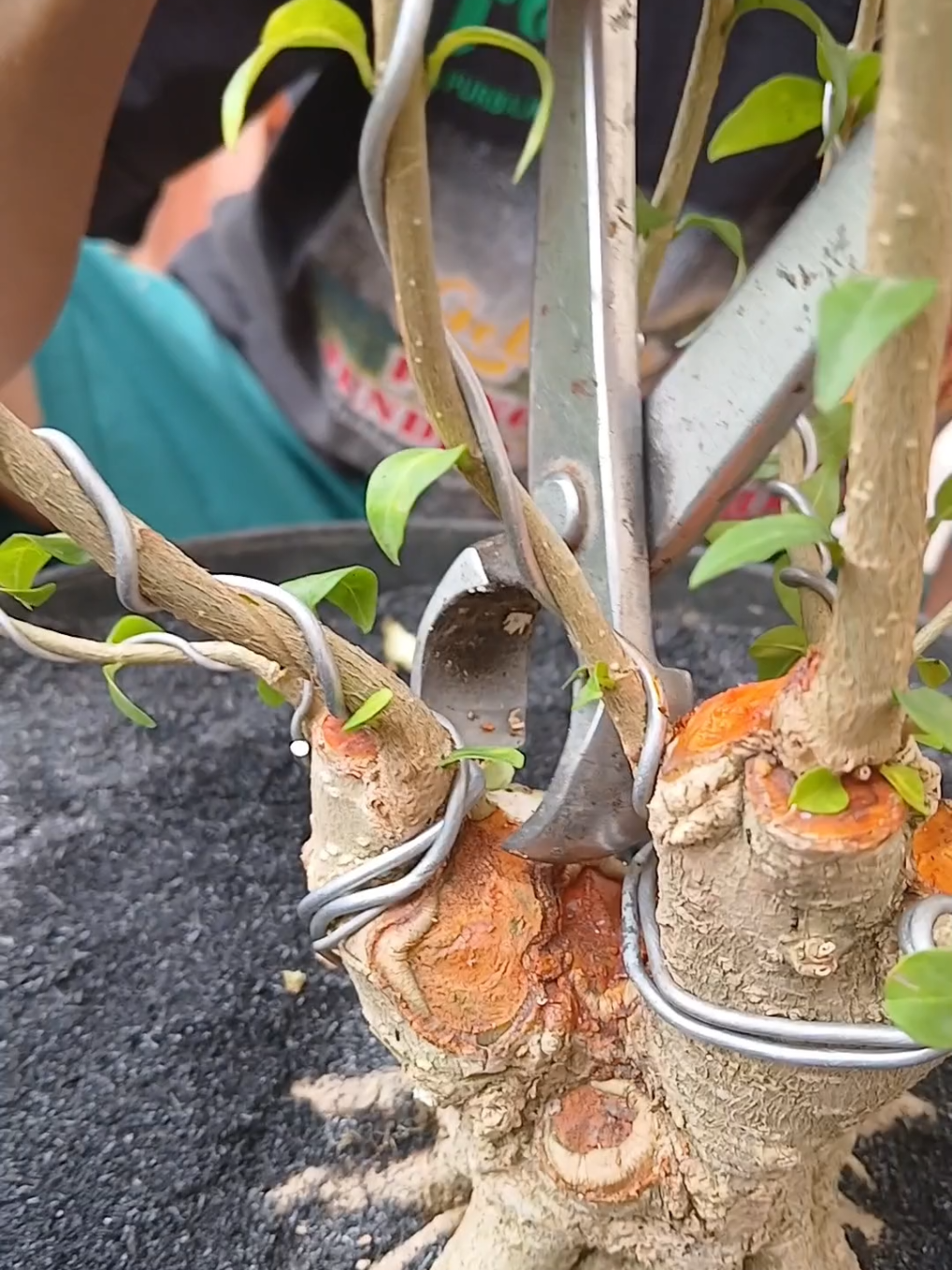 #bonsai #catokbonsai  #salepkambium  #proses  #bonsaiantingputri