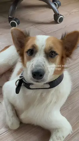 happy na among dog naa syag collar with name 🐶 #collar #collardog #dog #customizedcollar 