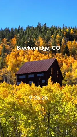 Peak Fall colors today  #Colorado #mountains #Hiking #Denver #travel 