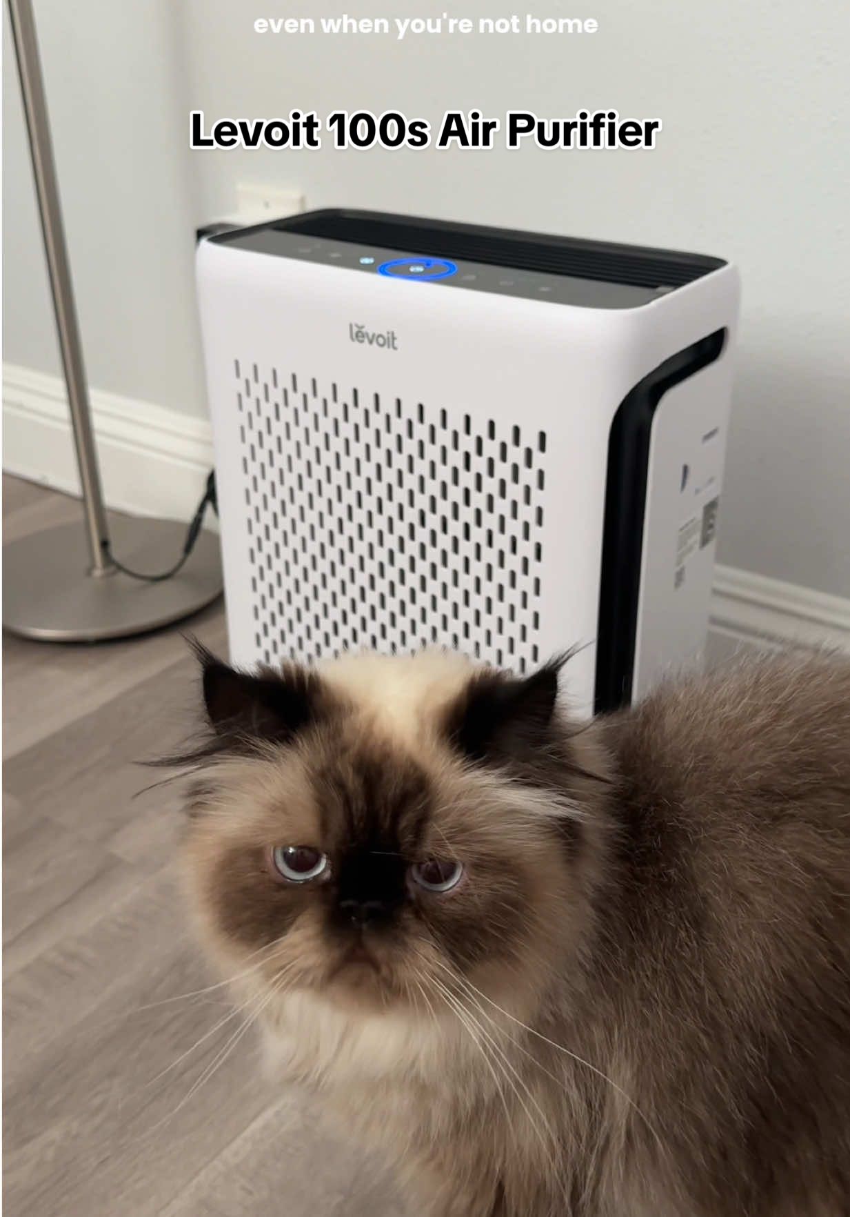 We have the 200s and figured that we need to get her a little sister as well. We love @levoitpurifier and the new 100s. #airpurifier #levoit #levoitairpurifier #levoit100s #cat 