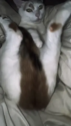 Slippery #fyp #catsoftiktok 
