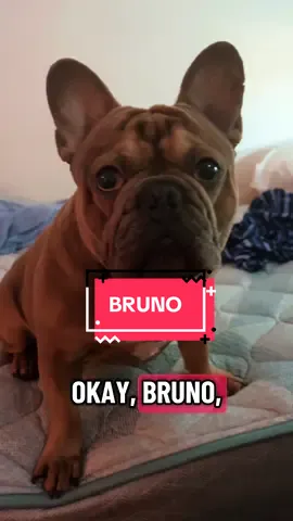 #bruno #frenchbulldog #frenchielife #frenchie #frenchiepuppy 