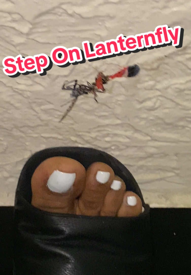 Lanternfly sneaks into apartment building. Stay away from my plants! #crush #spottedlanternfly #lanternfly #lanternflies #squish 