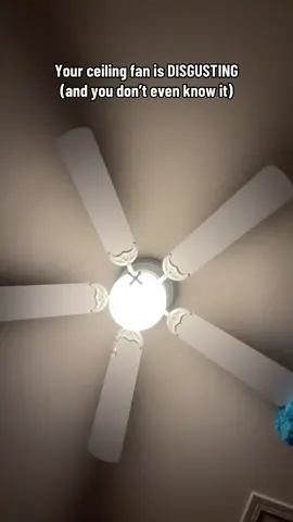 The one thing your house is hiding from you? Ceiling fan dust. 🫠 This microfiber duster extends, traps, and washes clean so you can breathe easier and stop ignoring what’s above your head. Grab one — your lungs will thank you. #TTSTasteMakers #TikTokShopCreatorPicks #cleaninghacks #ceilingfan  #duster  
