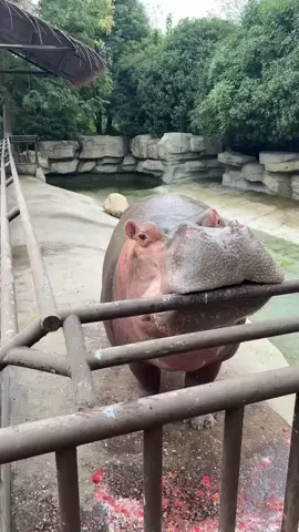 #hippo 