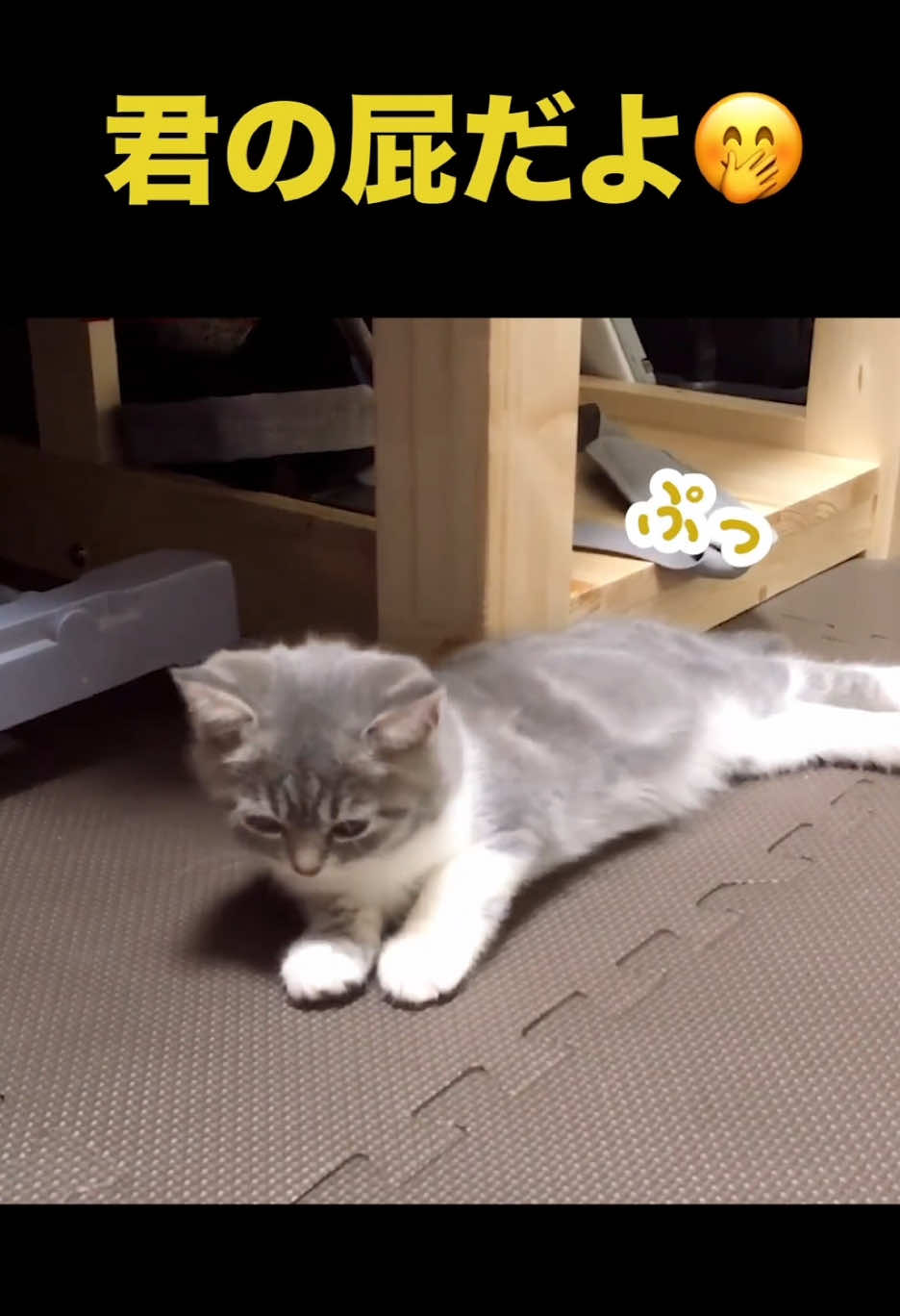 出どころは君だよ🤭 via TikTok @キスケ@スコ  ※投稿している動画はすべて、飼い主様の承諾をいただいたうえでご紹介しております。 この動画も、飼い主様のご厚意により公開させていただいております。 あたたかいお気持ちでご覧いただけましたら幸いです☺️ 🐶 @pecodogs （PECOいぬ部） 😺 @pecocats （PECOねこ部） YouTubeでも可愛いワンニャン紹介中🐶😺💕 #スコティッシュストレート #猫 #cat #pecotv