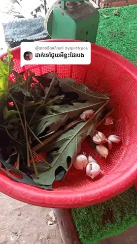 ការឆ្លើយតប​នឹង @dylpii1frpos ធ្វើឱ្យស៊ីមួយអាទិត្យពីរដងមាន់សុខភាពល្អ។ #ធ្វើវីដេអូកំសាន្តតាមfacebook #បទពិសោធន៍ថ្មីការស្រឡាញ់និងចូលចិត្តសត្វចិញ្ចឹម។ #រូបភាពនិងវីដេអូចែករំលែកសម្រាប់បងប្អូនដែលចូលចិត្តគ្រប់គ្នា។#មិនធ្វើឲ្យគ្រោះថ្នាក់មិនមានអំពើហិង្សាដល់កុមារនិងកូនក្មេង #របៀបការពារនិងការថែទាំសត្វដែលជាទីស្រឡាញ់។ថ្នាំថែថ្នាំព្យាបាលនិងការពារកុ