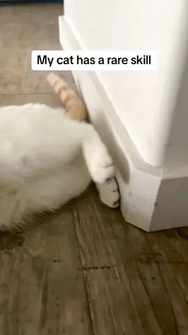 #cat #catsoftiktok #catlover 