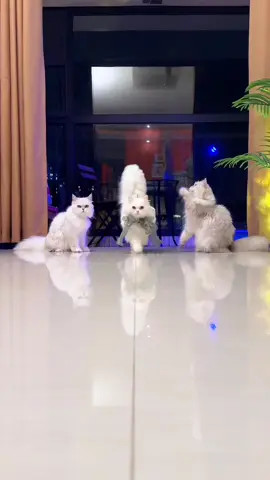 Mê mẩy ẻm quá #khoanhkhacdangyeu #petcute #mèo 