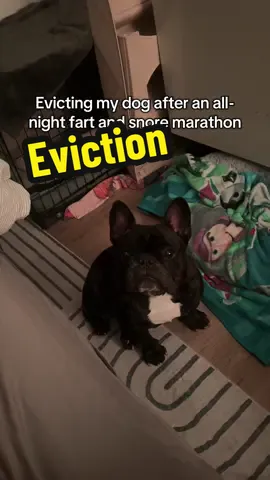 And that’s on me needing to get some rest. #frenchie #frenchbulldog #frenchiesoftiktok #dog #pet 