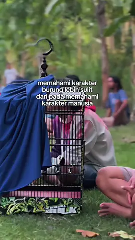 #kicaumania #lombaburung #cucakijo #muraibatuindonesia #storykicaumania 