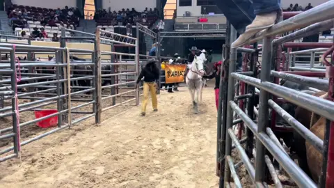 #fyp #toddlersoftiktok #viral #barrelracer 