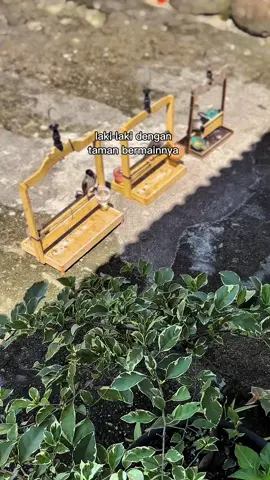 #CapCut #kutilang #fyp #kutilanggacor #kutilangmania #kutilangcengkram #pikatburung #kutilangmuda 