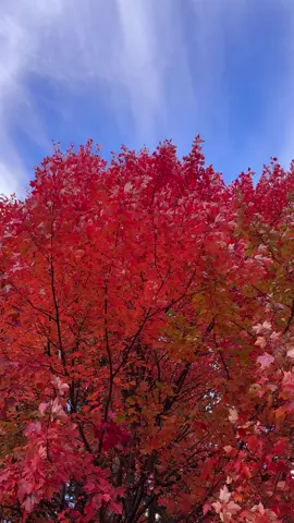 This color 🍁 #fall #leaves #fallleaves #autumnleaves #fyp