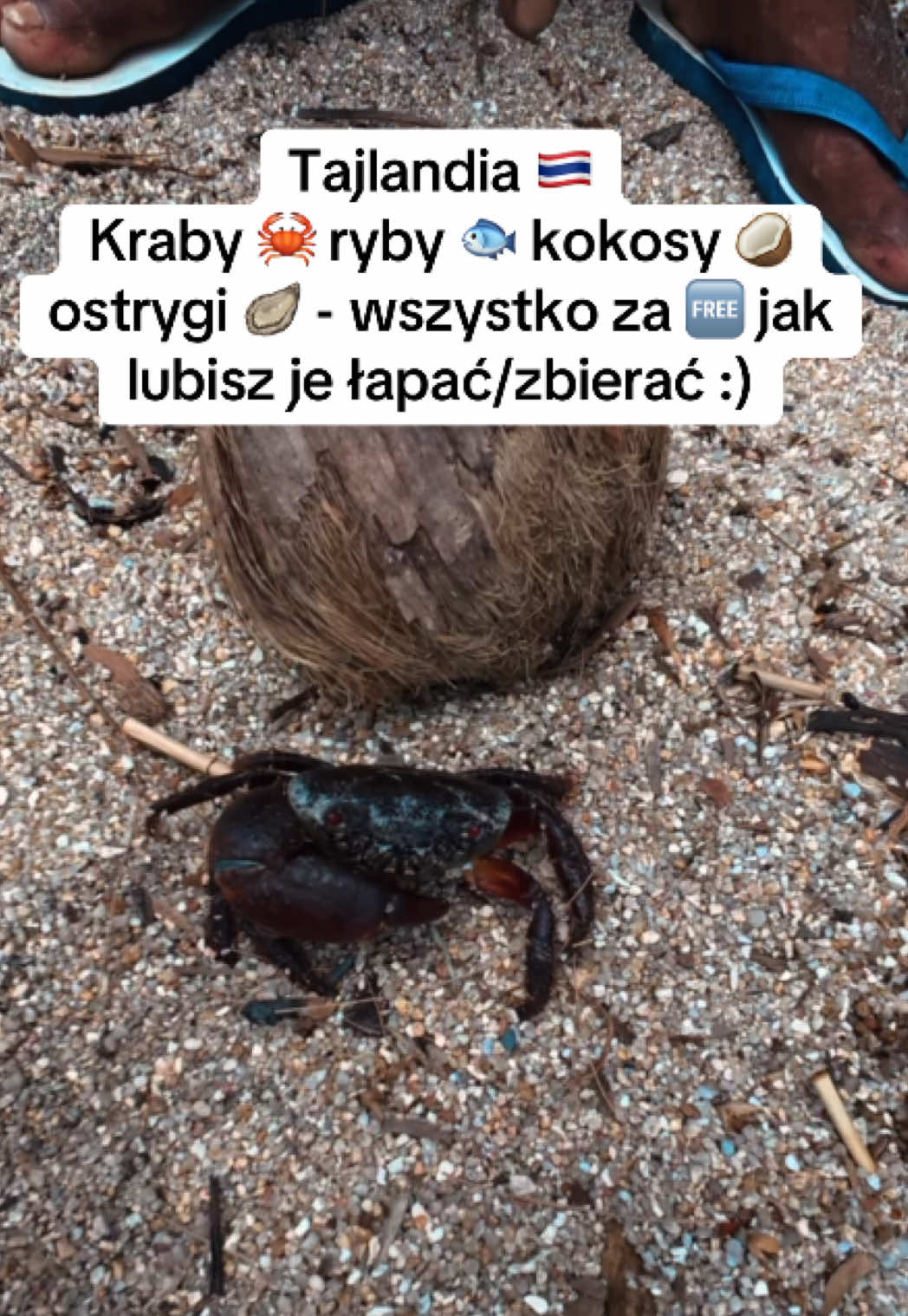 Życie w Tajlandii 🇹🇭 Tutaj możesz zjeść nawet za darmo! :) Kraby, kokosy, ryby, ostrygi.. #podróże #tajlandia #życiewtajlandii #jedzenie #dlaciebie 