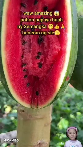 #tiktokfyp #tiktokviral #trendingtiktok #trending #semuaorang