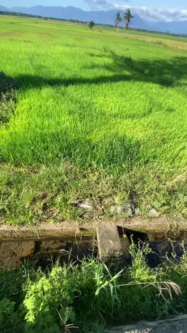 🍃💚 #fypage #fyp #fyppppppppppppppppppppppp 