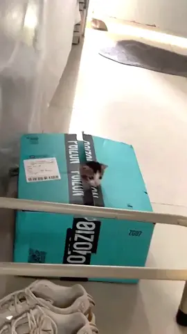 Rock your body 🐱#cute #catlover #catbaby #littlebaby #kitten 