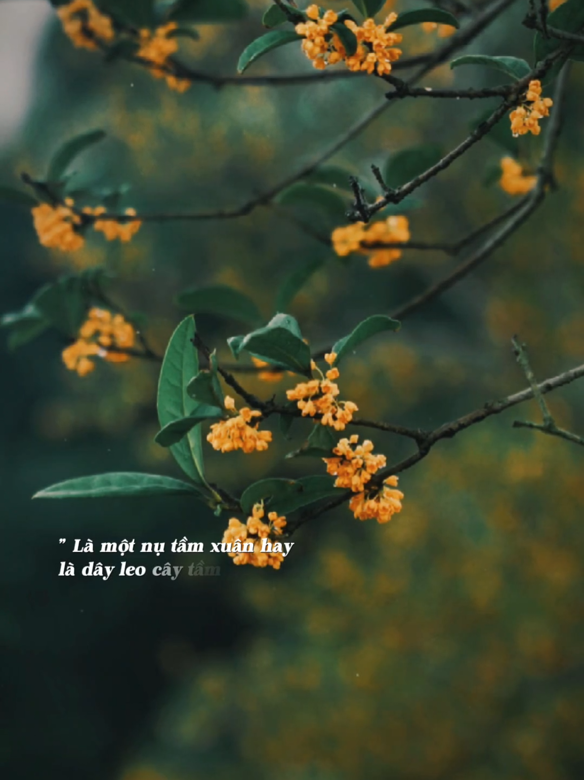 Thôi thì học chữ buông chấp niệm chi những lời hẹn hứa... #nhachaymoingay #lukhachtaba 