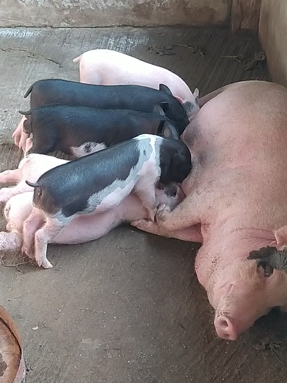 #babibangkabelitung #fypシ #jualanakbabi #wirapigfarm #babilokalbangka 