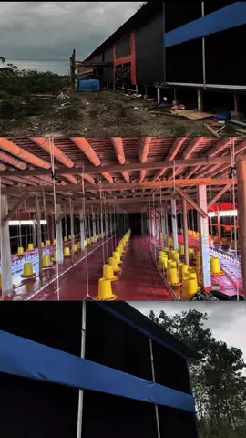 Finis ponorogo 10x70 2lantai #fyp #peternakblitar #peternakhebatnusantara #peternakmuda @CHONAM SENSEI @NuHa BrOiLeR 