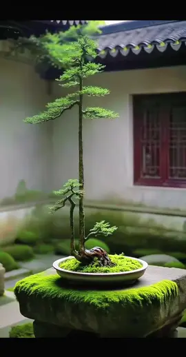 #bonsai #caycanh #trebonsai 