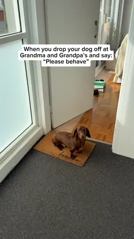 Overall a pretty successful trip for Darcy 🤨🤨🤨 #grandparents #holiday #dachshund #sausagedog #doglife 