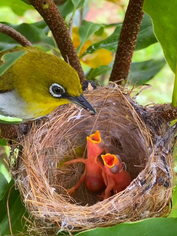 Mother bird feeding their kids 🤩❣️❣️🤩