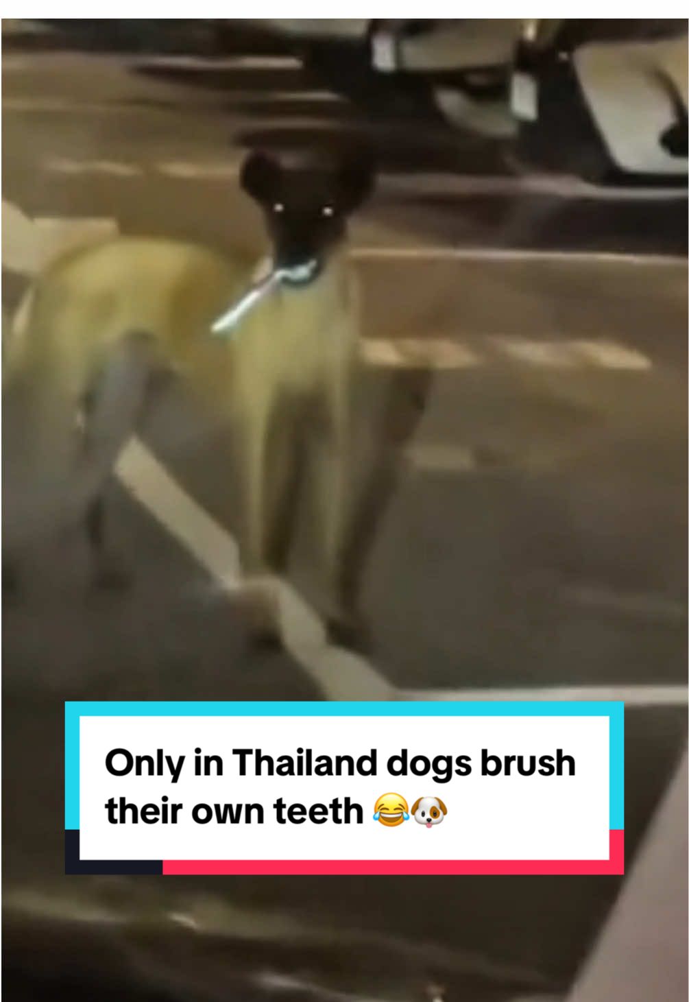 Only in Thailand dogs brush their own teeth 😂🐶 #onlyinthailand #sncsandro #thailand🇹🇭 #funnytiktok #bangkok 
