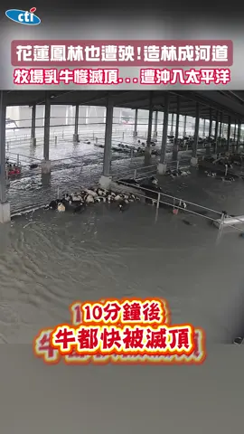 花蓮鳳林也遭殃！造林成河道 牧場乳牛慘滅頂...遭沖入太平洋 #花蓮 #鳳林 #造林 #小河 #牧場 #乳牛 #滅頂 #牛 #淹水 #馬太鞍 #堰塞湖 #溢流 #台灣