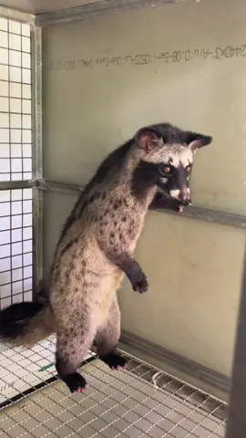 Đực lứa 5 tháng 15 ngày, dàn chân siêu to khổng lồ 😁 #chồnhương #chồnhươnggiống #chồnhươngbìnhđịnh #chồnhươngviệtnam #xuhuongtiktok2025 