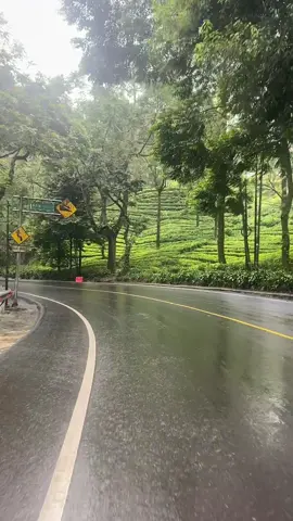 Puncak Bogor Ketika Hujan🥶 #puncakbogor #sejuk #adem 