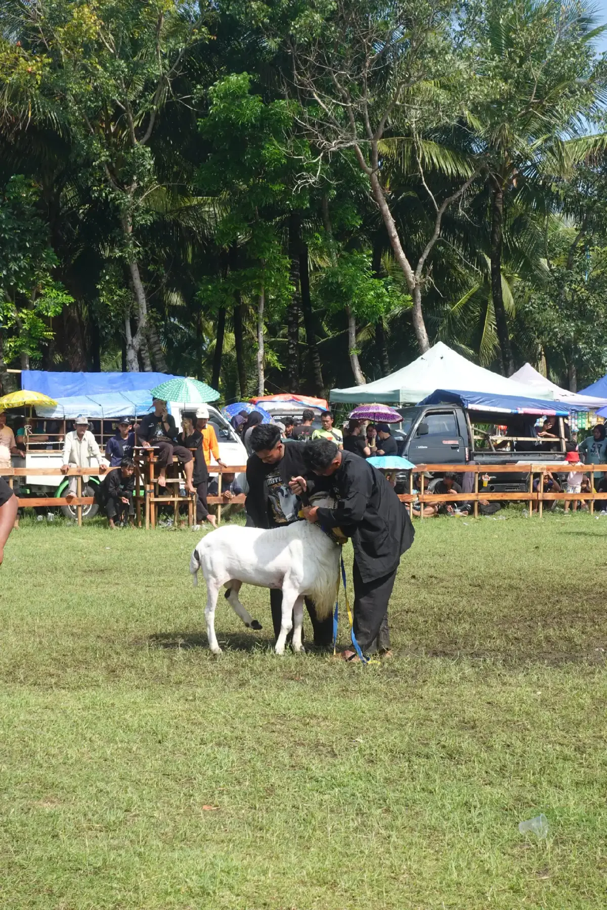 #peternakmuda #hpdkipangandaran #hpdkijawabarat #adudomba 