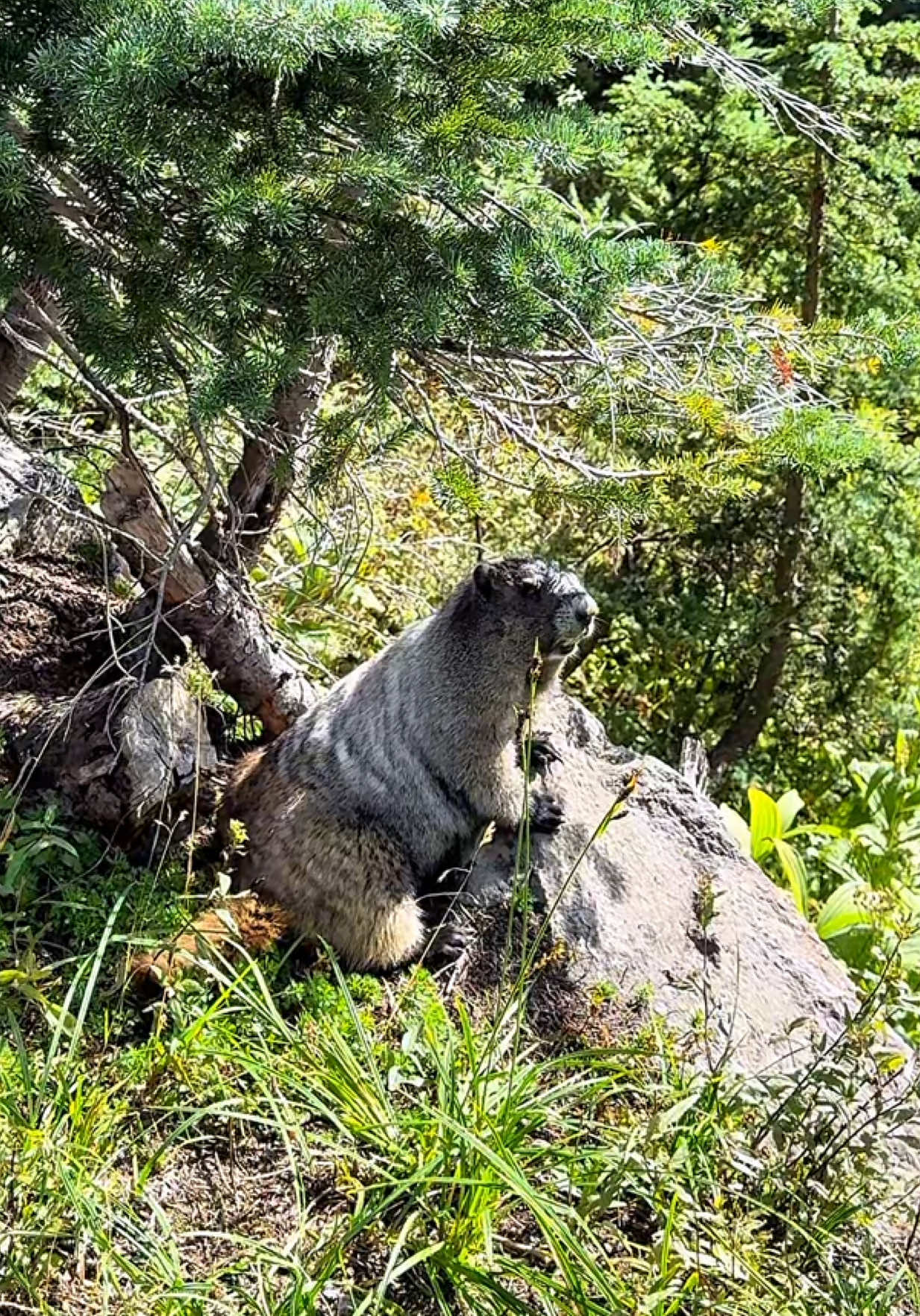 For all who wonder how groundhogs scream #groundhog #wildlife 