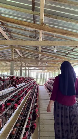 #ayampetelur #lewatberanda #banjarnegara 