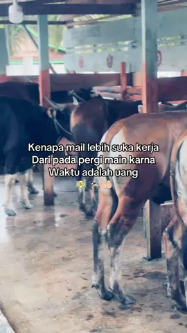 Perinsip mail🥵🔥 #fyp #setiafarm #peternak #sapikontes #sobatngaret 