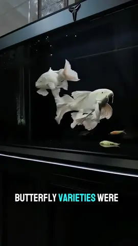 Platinum Butterfly Koi.🥰 #Fyp #ButterflyKoi #PlatinumButterflyKoi #KoiFish