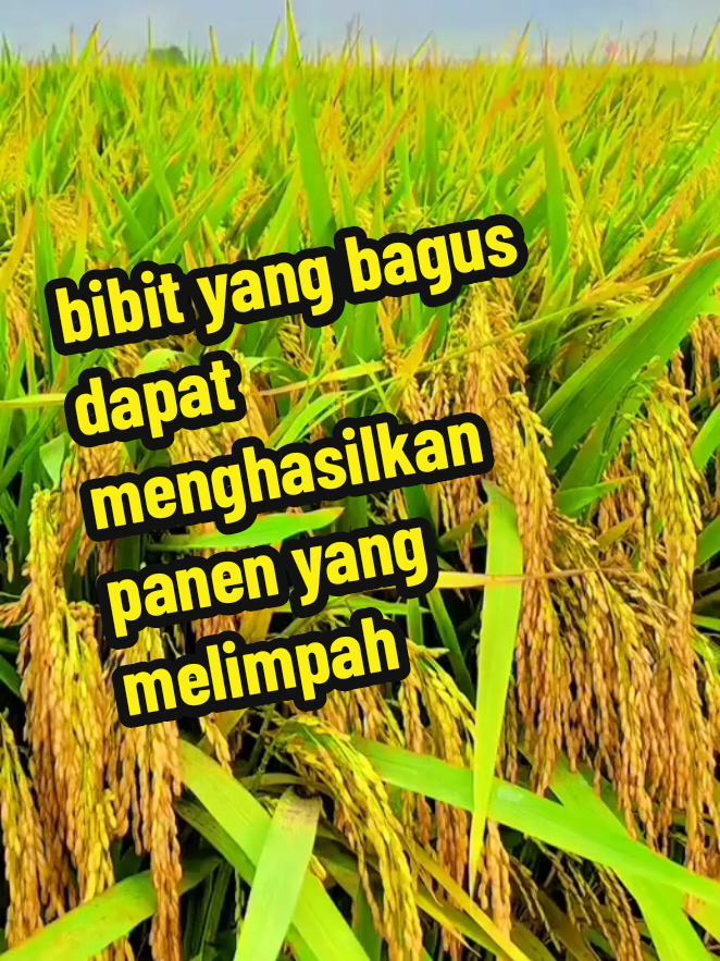 jangan salah beli produk benih padinya #benihpadithailandjumbo #benihpadi 