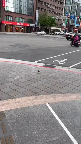 Playful Pigeon  #toocute #adorable #funnybirds #amusing #greatmomentscaptured 