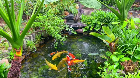 Một mùa mưa bão nữa lại đến rồi #cakoi #koifish #xh 