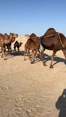 #ابل #سواحل #المجاهيم #حليب #السعودية 