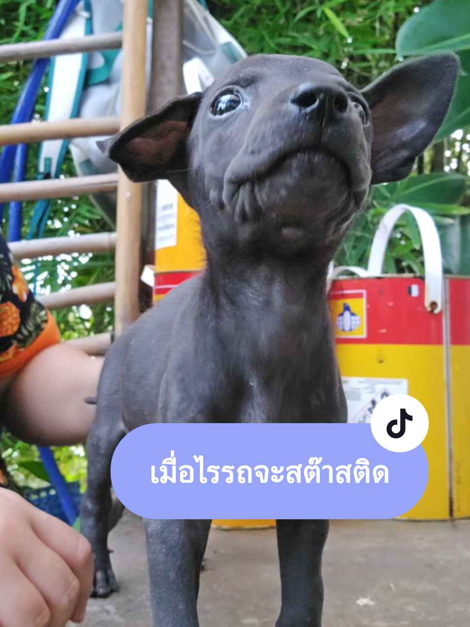 เมื่อไรรถจะสต๊าสติดอ่ะแม่ #สองดำ1แดง #คนเลี้ยงหอยแครง #แก็งค์สามขาว #ชีวิตชาววัง #สัตว์เลี้ยงtiktok 