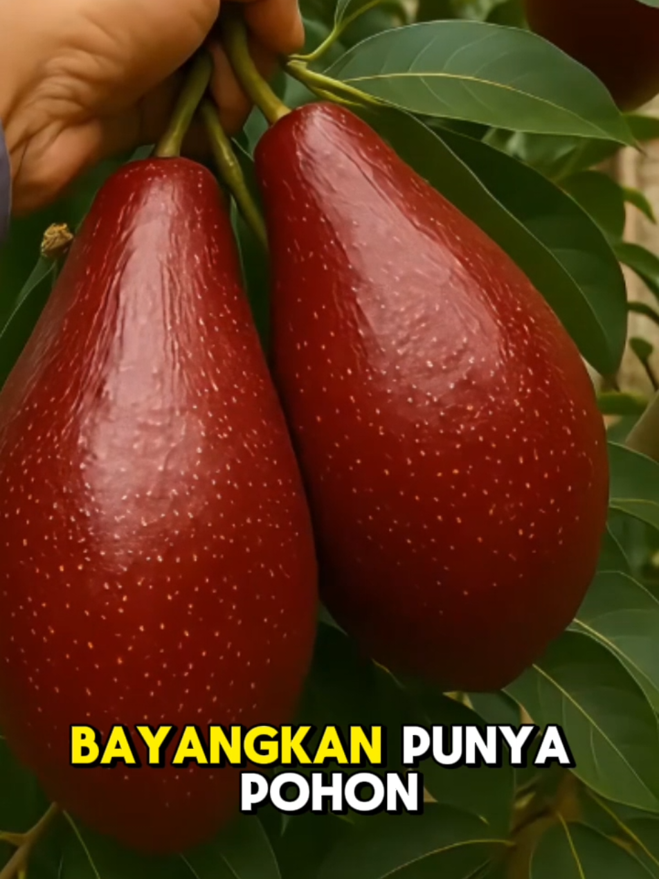 Bibit alpukat merah Vietnam unggul hasil okulasi #AlpukatMerahVietnam #BibitAlpukat #BibitBuahUnggul #TanamanBuah #AlpukatSuper 
