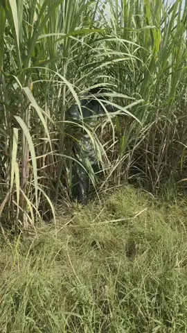 #mlatif #kharal #fypppppppppppppppppppppp #chichawatni 