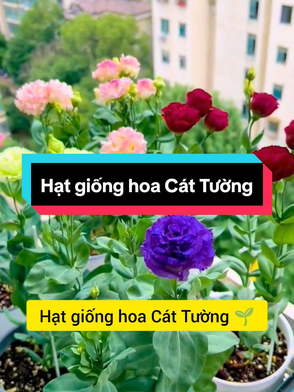 Hạt giống hoa Cát Tường #hatgiong #hatgionghoa #hoacattuong #hatgionghoacattuong #muataitiktokshop 