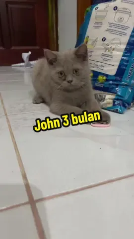 Kucing nakal, kan dimarah udah