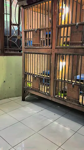 Masih pemula 🙏.        #merpatikolong #merpatikolongbebas #fyp 