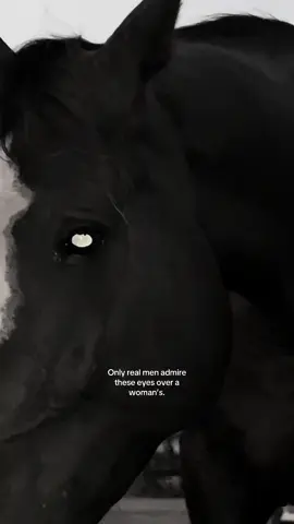 Allah created these majestic creatures and still honored us above them ❤️‍🩹🕊️