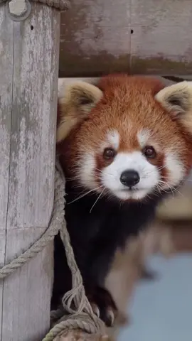 A red panda is a charming, tree-dwelling mammal known for its fluffy, rust-colored fur, playful antics, and bamboo-munching habits.   #RedPanda   #FYP   #AdorableWildlife   #FluffyFriends   #NatureVibes